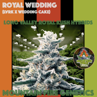 Royal Wedding seeds