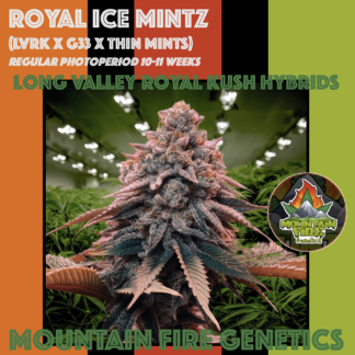 Royal Ice Mintz