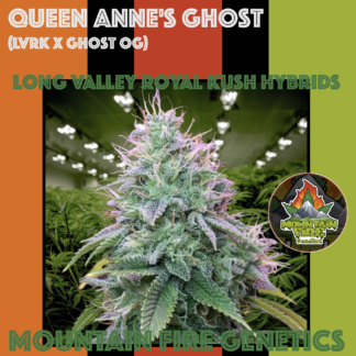 Queen Anne's Ghost